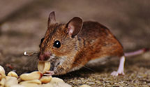 24 Hour & Emergency Exterminators in Galena, KS